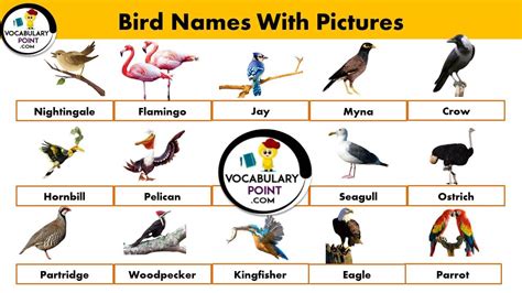 A To Z Birds Name List With Pictures Archives Vocabulary Point