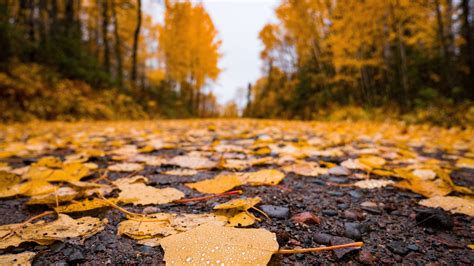 Leaves Fall On Road During Fall 4k Hd Nature Wallpapers