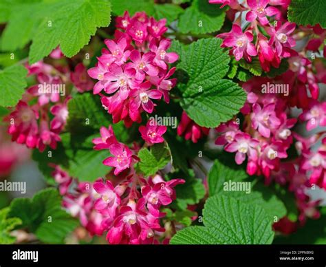 Flowering Blood Currant Ribes Sanguineum In Spring Stock Photo Alamy