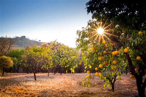 How To Plant And Manage A Citrus Orchard In The Tropics Dengarden