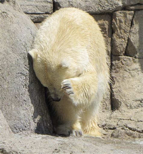 My Polar Bear Friends And Friends Of Polar Bears Tundra Still Young