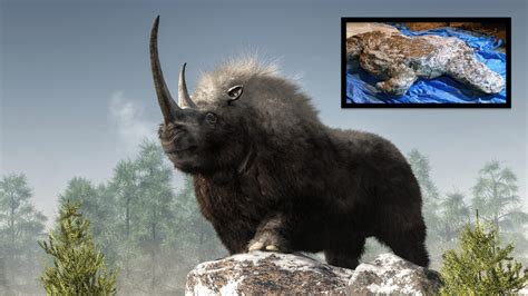 Preserved Woolly Rhino Discovered In Russia Could Be 20 50 Thousand Years Old Unofficial