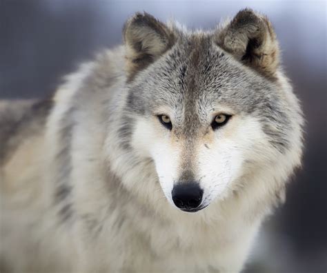 Wolf Spirit Animal Totem Meaning