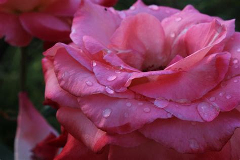 Pink Wet Rose Free Stock Photo Public Domain Pictures