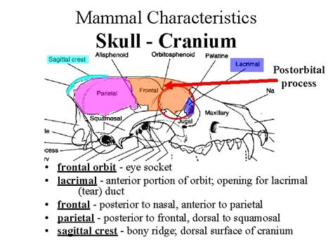 Mammal Characteristics Skull Cranium Mandible Large Cranial Cavity