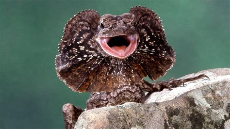 Frilled Neck Lizards Or As They Are More Commonly Known The Frilled Lizards Are Astounding