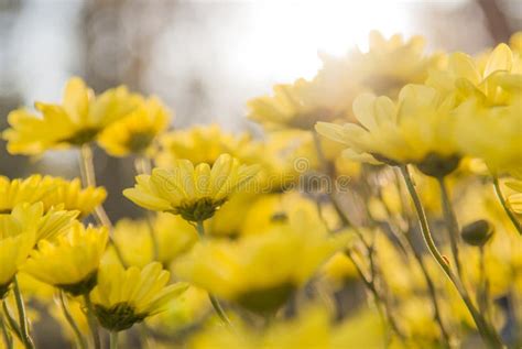 Beautiful Yellow Flowers Stock Photo Image Of Blooming 30679938