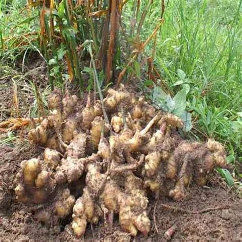 Ginger Vegetable Crops At Best Price In Nashik By Shree Niwas Hitech