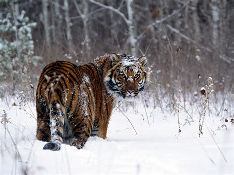 Tiger In Snow Wallpapers Hd Wallpapers Id 467