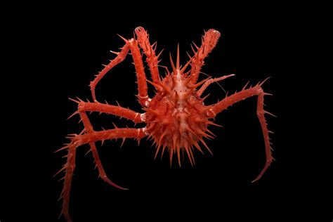 Bizarre New Deep Sea Creatures Discovered Off Australian Coast New