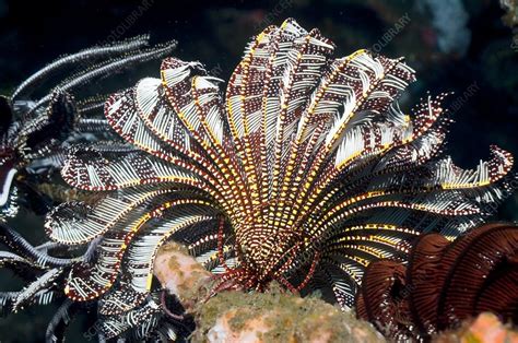 Crinoid Stock Image Z565 0037 Science Photo Library