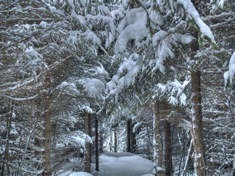 Photo Of Winter Trees Norway Spruce Covered With Snow