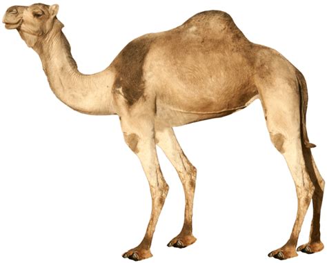 Camel From Side Png Image Purepng Free Transparent Cc0 Png Image