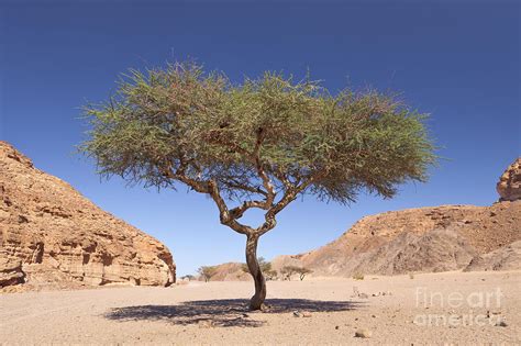 Acacia Tree Photograph By Roberto Morgenthaler Fine Art America