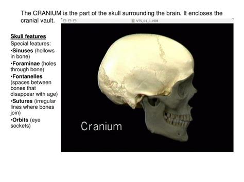 Ppt The Cranium Is The Part Of The Skull Surrounding The Brain It