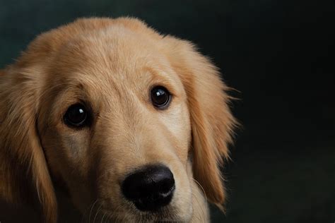 Portrait Of Golden Retriever Puppy Photograph By Animal Images Fine