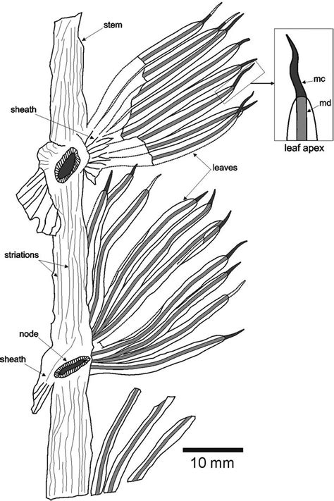 Interpretive Drawing Of The Holotype Specimen Of Annularia Noronhai Sp