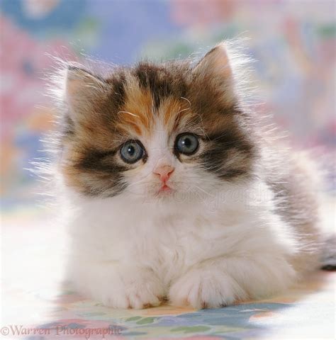 List 98 Pictures Pictures Of Calico Cats Full Hd 2k 4k