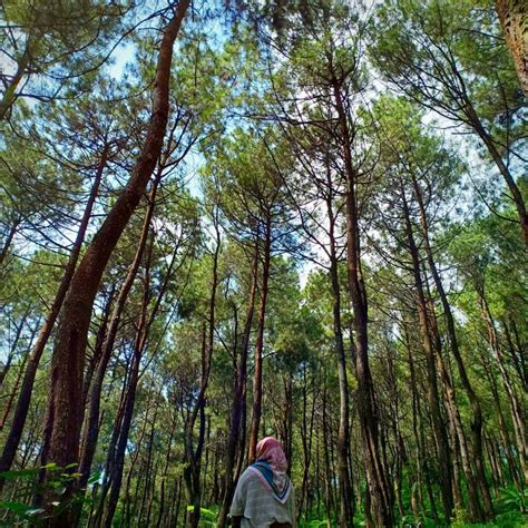 Berkemah Di Tengah Hutan Pinus Pasir Langlang Where Your Journey Begins