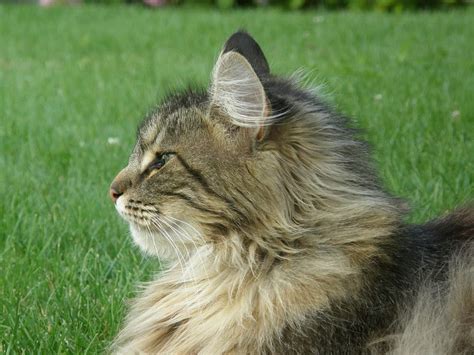Norwegian Forest Cat The Ultimate Guide To Their History