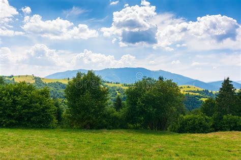 Row Of Trees On The Hillside Meadow Stock Image Image Of Hill Hiking