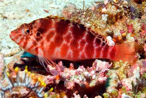 Pixy Spotted Hawkfish Cirrhitichthys Oxycephalus Saltwater Fish For Sale
