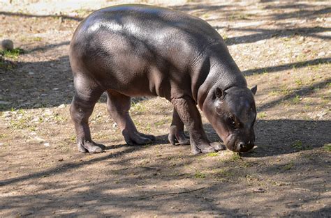 Pygmy Hippopotamus Dvärgflodhäst Choeropsis Liberiensis Flickr