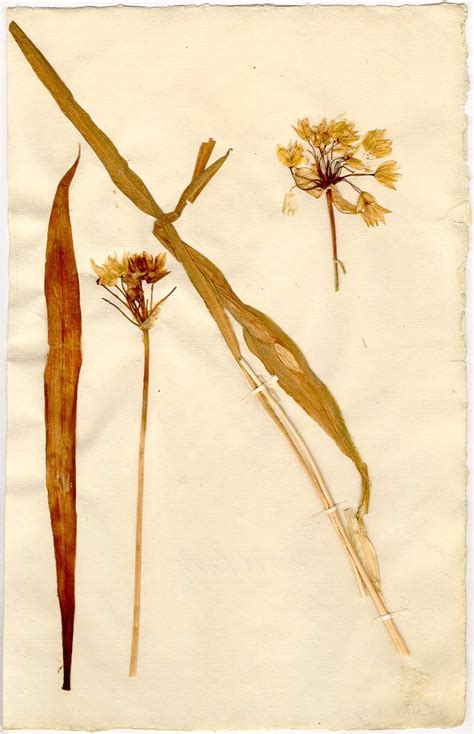 Linnean Herbarium S LINN Allium Moly L