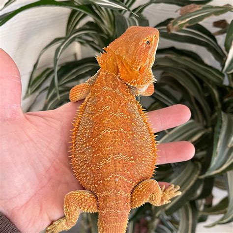 Sale Holdback Hypo Orange 50 Het Trans Central Bearded Dragon By