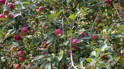 Fruit Trees That Grow Well In Central Florida Fruit Trees