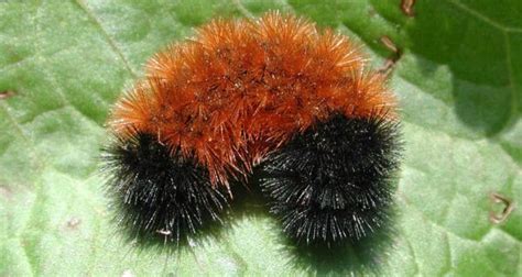 How Did A Fuzzy Caterpillar Become A Weather Forecaster Farmers