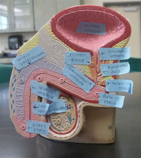 Activity 1 Identifying Male Reproductive Organs And Gross Anatomy Of