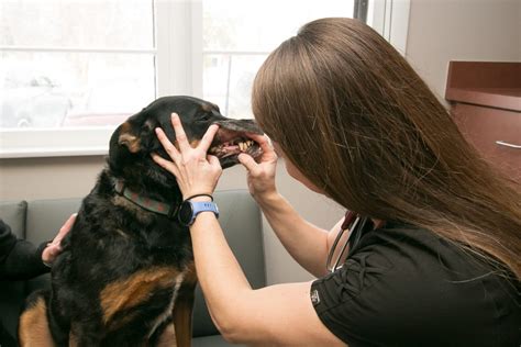 Dog Dentist Veterinary Dentistry And Oral Surgery Of Ohio