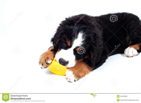Puppy Bernese Mountain Dog Stock Photo Image 31949320