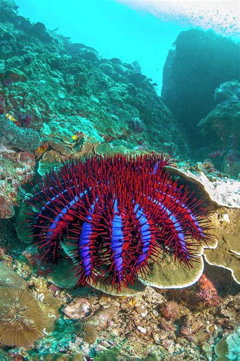 Crown Of Thorns Starfish Photograph By Georgette Douwma