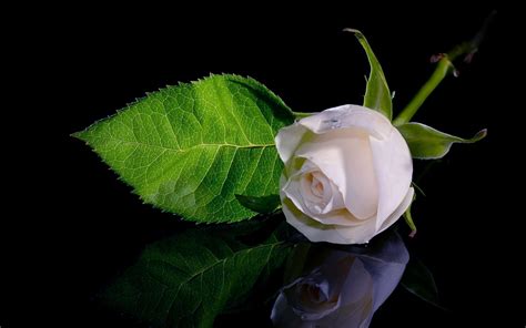 White Rose Wallpaper Hd White Rose Wallpaper ·① Wallpapertag Posted