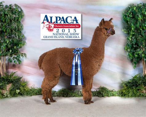 The 2017 National Alpaca Show Returns To Denver 5280