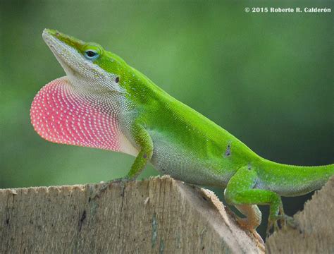 Green Anole Herpetofauna Of Middle Tennessee · Inaturalist