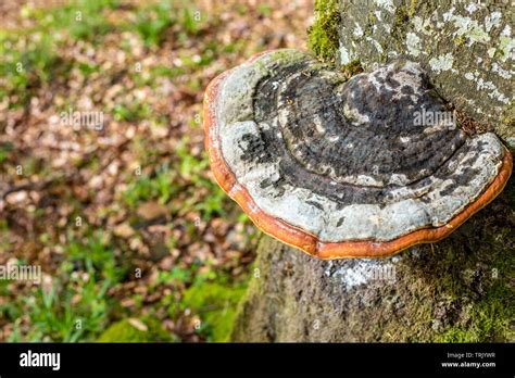 Polypore Fungus Mushroom Growing On Beech Tree Trunk Stock Photo Alamy