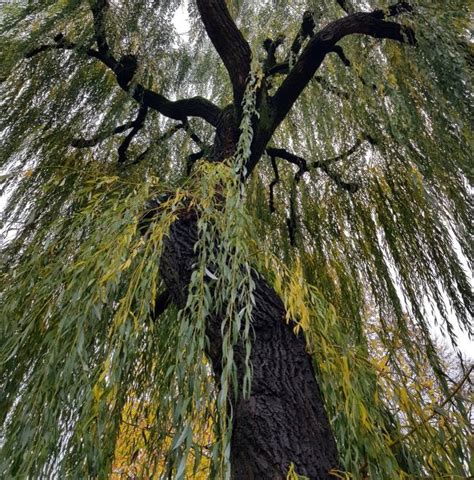 Black Canker Willow