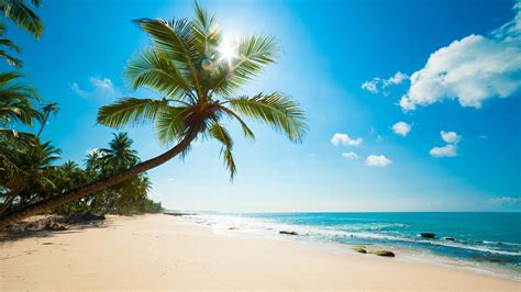 Wallpaper Caribbean Sea Beach Palm Trees Sun Rays Tropical