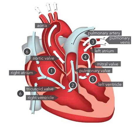 How A Healthy Heart Works Heart And Stroke Foundation Heart And