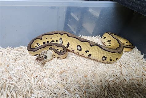 Pastel Leopard Clown Het Vpi Axanthic Ball Python By Cands Reptiles