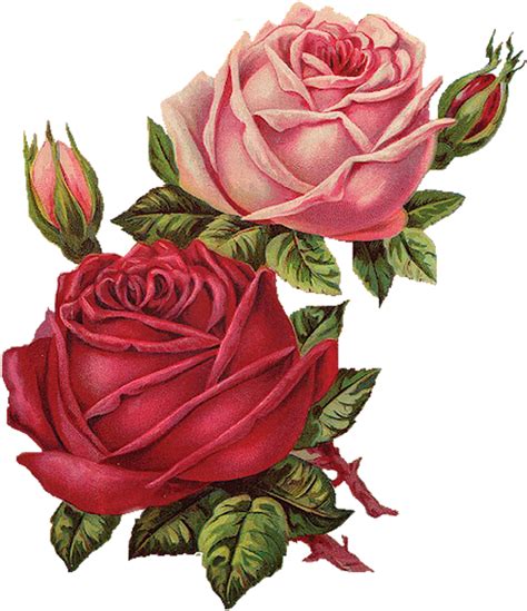 Download Flower Flowers Flores Vintage Flor Rosa Rosespink Roses