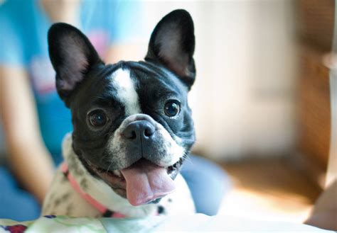 French bulldog is a rare dog breed, therefore expect to place in a while on a roll before you're able to bring one home. Lighten up with Pearl, the French Bulldog - Cookie and Kate