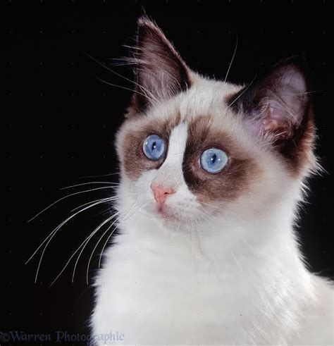 Ragdoll kittens are born white and obtain full color at approximately two years of age. Ragdoll Cat Personality, Characteristics and Pictures ...