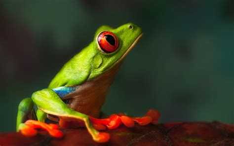 Animal Red Eyed Tree Frog Hd Wallpaper