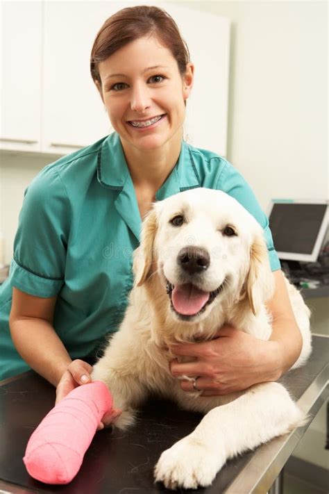 Female Veterinary Surgeon Treating Dog In Surgery Stock Photo Image