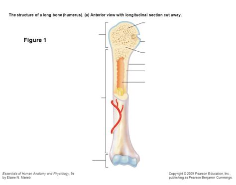 Each epiphysis is shaped differently; Label the diagram of a long bone