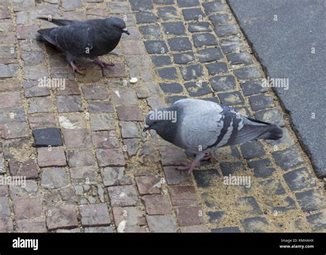 Pigeons On The Sidewalk Pavement They Eat An Old Roll Stock Photo Alamy
